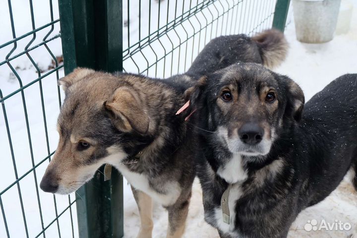 Собаки в добрые руки