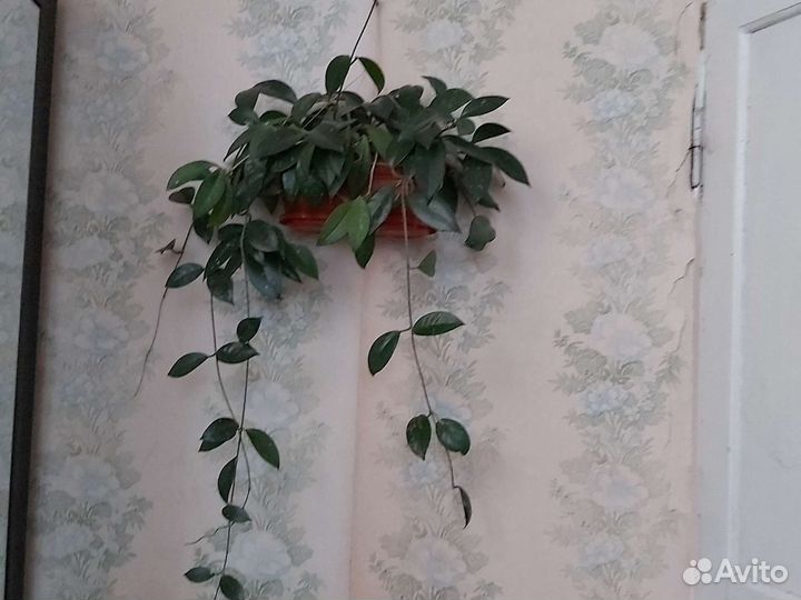 Комнатные цветы