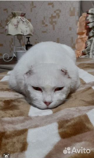 Марсик ищет дом