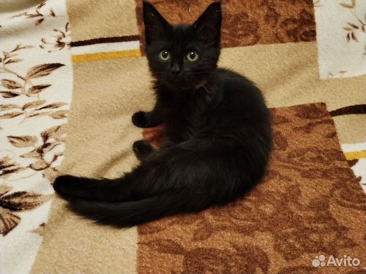 Кошечка в добрые руки
