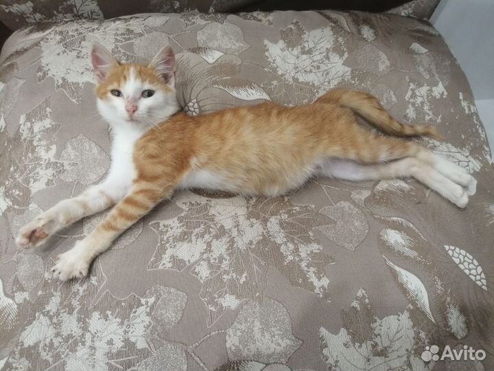 Котик в самые добрые руки