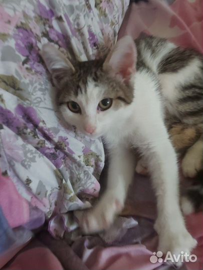 Кот-трактор