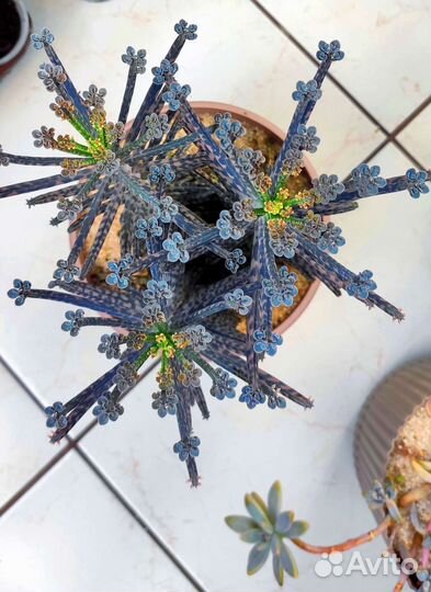 Комнатные растения, суккуленты