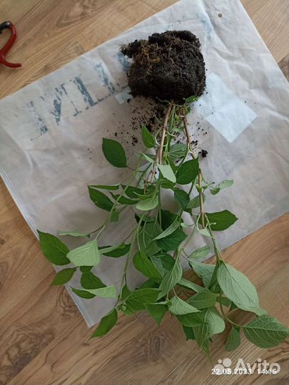 Красавица Аннабель