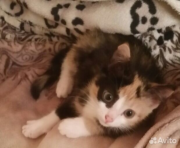 Отдам котёнка девочку (трехцветный метис)