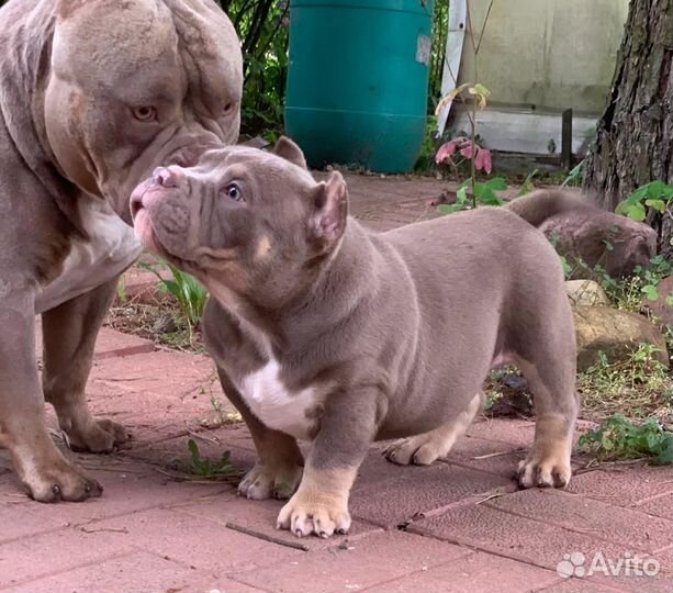 Американский булли микро