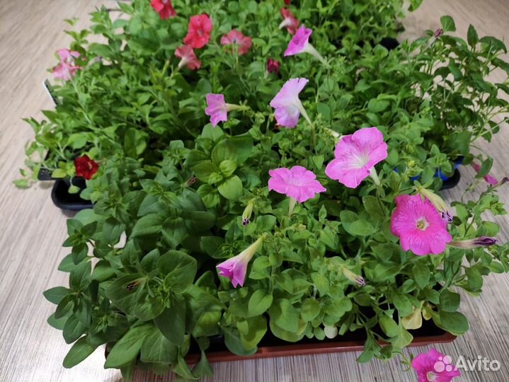Цветы петунии рассада