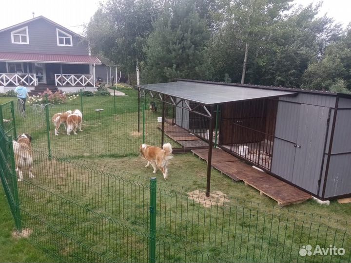 Вольер с выгулом решеткой