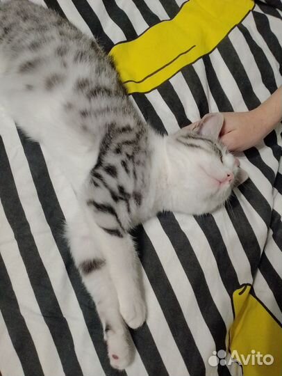 Котенок в добрые руки