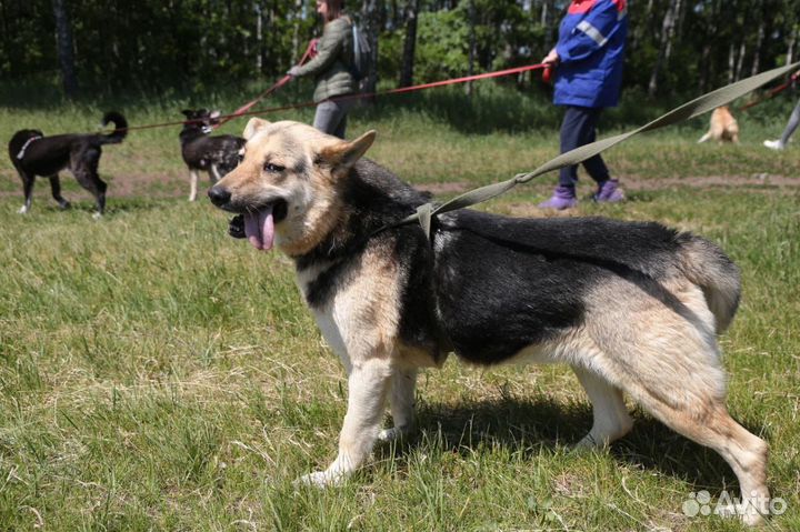 Молодой игривый Джем ищет семью