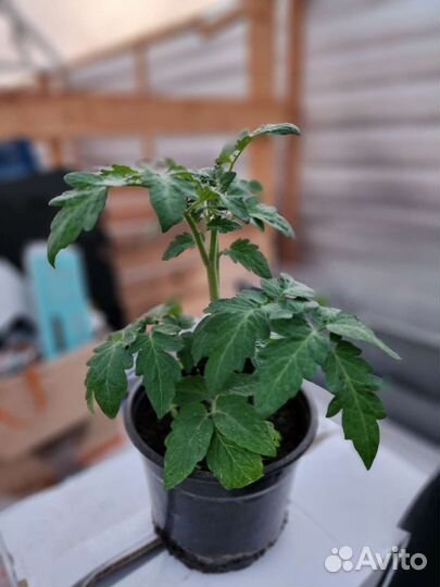 Рассада помидор черри желтые красные