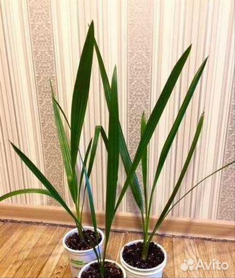 Финиковая пальма