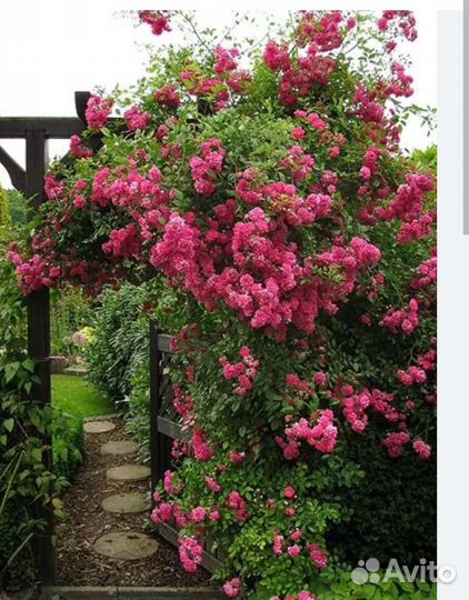 Саженцы розы, Пион сорт, ели голуб. Зел. Дельф