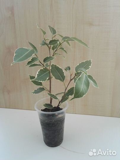 Фикус бенжамина пестролистный мелколистный 