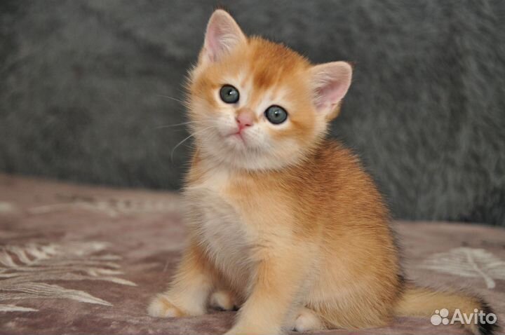 Золотая шиншилла девочка