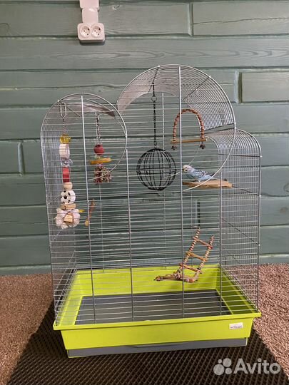 Волнистый попугай с клеткой