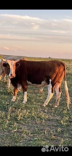 Домашнее животное