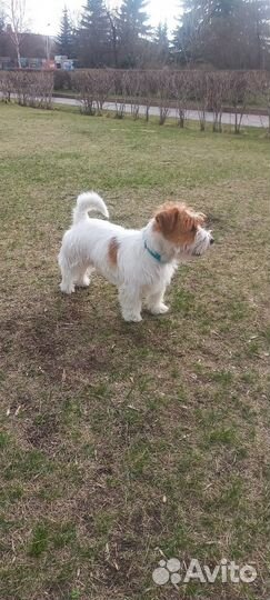 Вязка собак