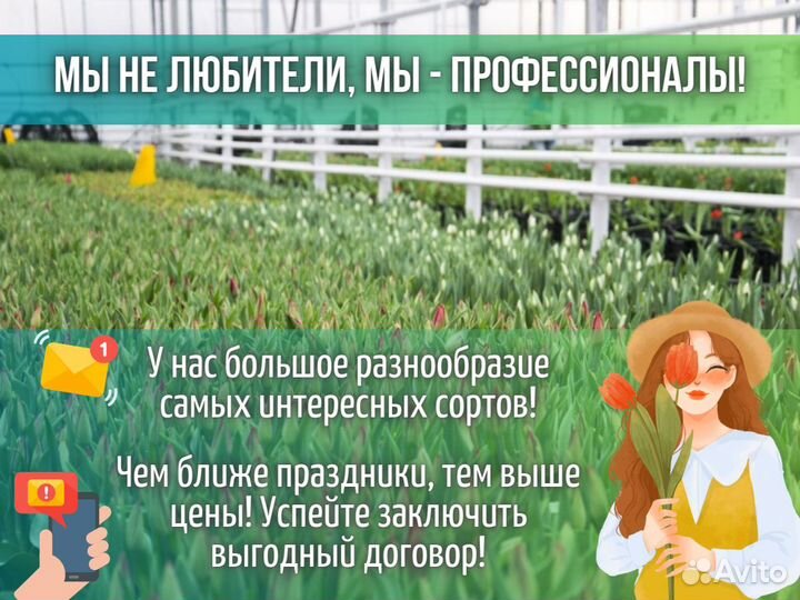 Тюльпаны оптом от производителя