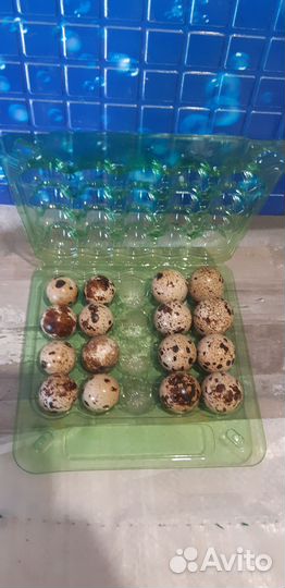 Яйца перепелиные для ваших кошек,собак и т.д