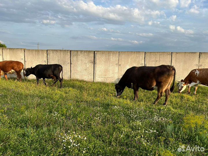 Дойные коровы