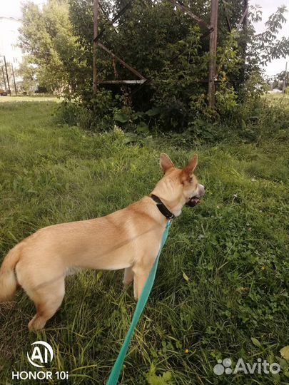 Собака дворняжка