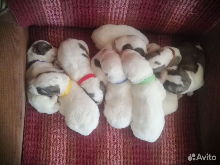 Щенки сао алабай