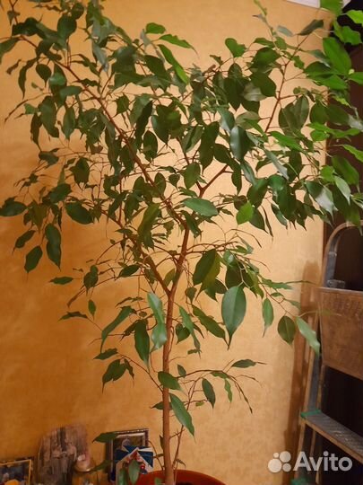 Бенджамина