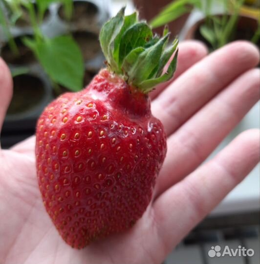 Саженцы клубники Сирия