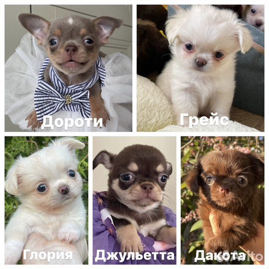 Девочки чихуахуа из питомника