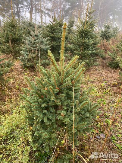 Елка на Новый год