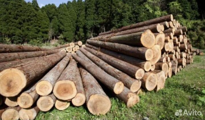 Лиственница кругляк