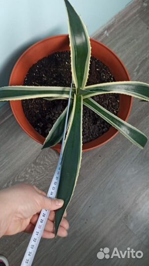 Агавы американские