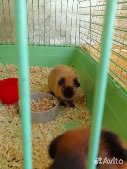 Морская свинка американский тедди