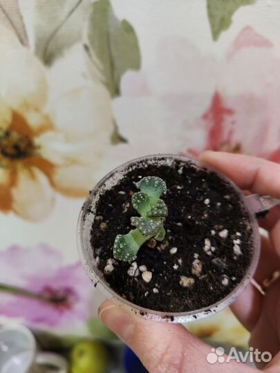 Суккуленты