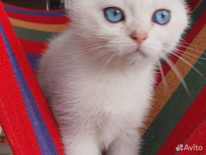 Шотландский вислоухий голубоглазый котенок
