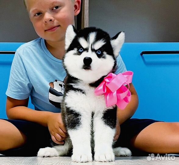 Супер Хаски - Щеночки для Вас Разной Раскраски )