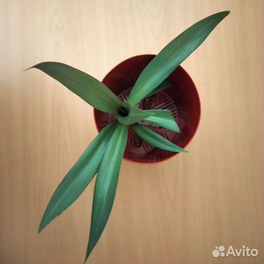 Традесканция рео