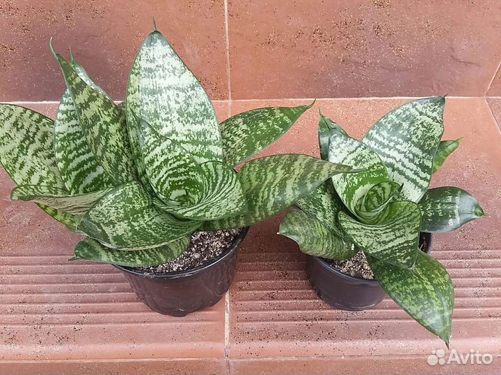 Сансевиерии