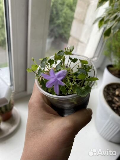 Кампанула Портеншлага жених