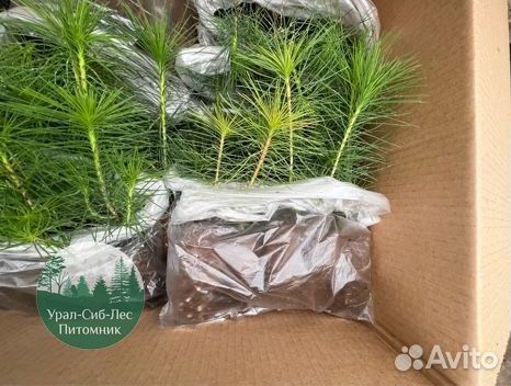 Сосна зкс окс сеянцы Ель Лиственница Голуб Горная