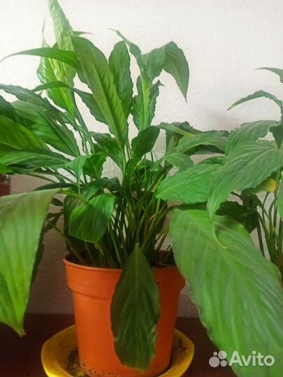 Кливия, спатифилум