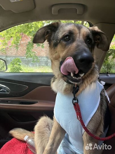 Собака в добрые руки