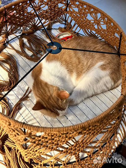 Кошка ищет дом