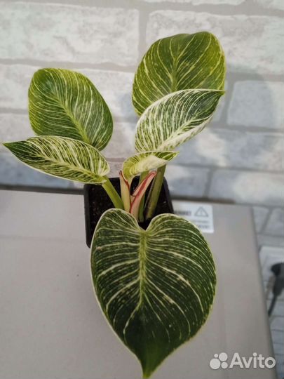Филодендрон Биркин