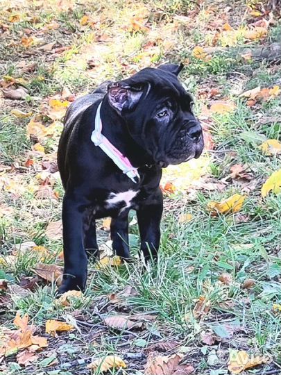 Малыши- девицы