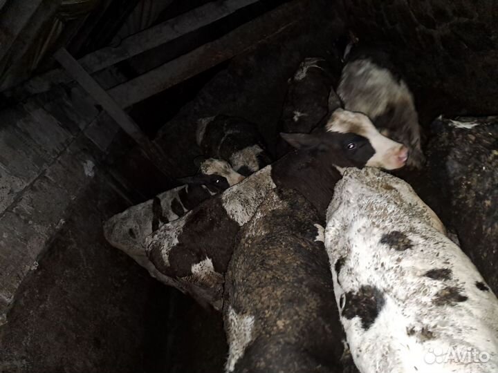 Быки телята