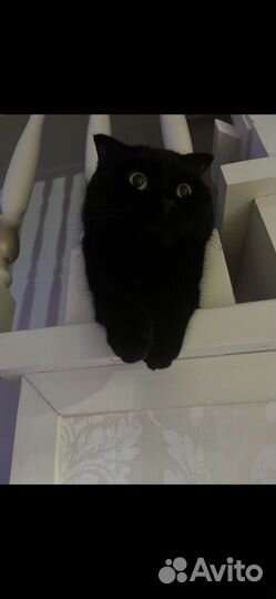 Вязка случка кот шотландский