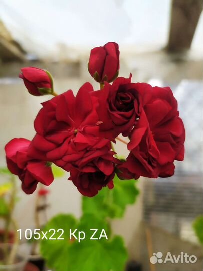 Пеларгония герань, хосты Джипси роуз, Кафедрал Вин