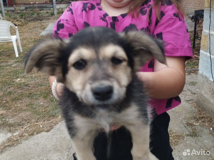 Собака дворняжка щенок